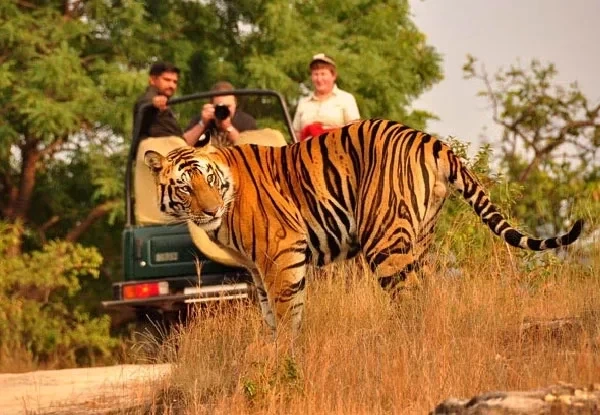 Wildlife India Tours