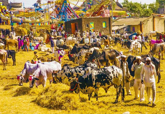 Nagaur Cattle Fair