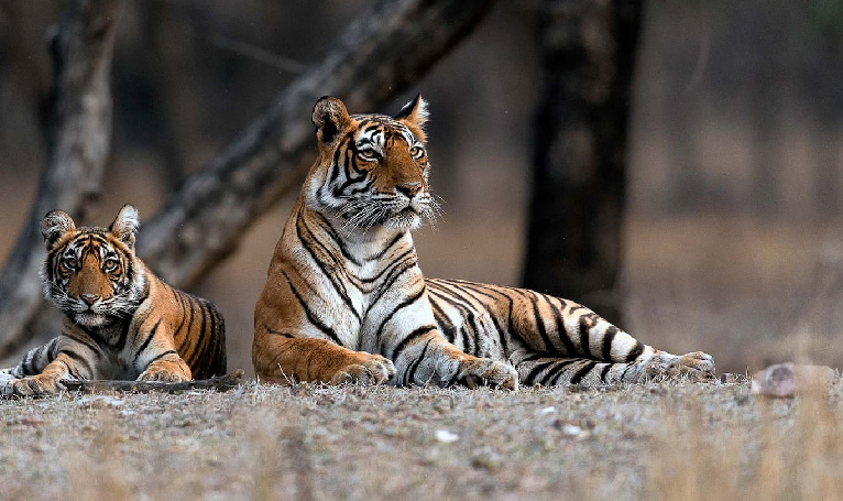 Golden Triangle with Ranthambore Tigers