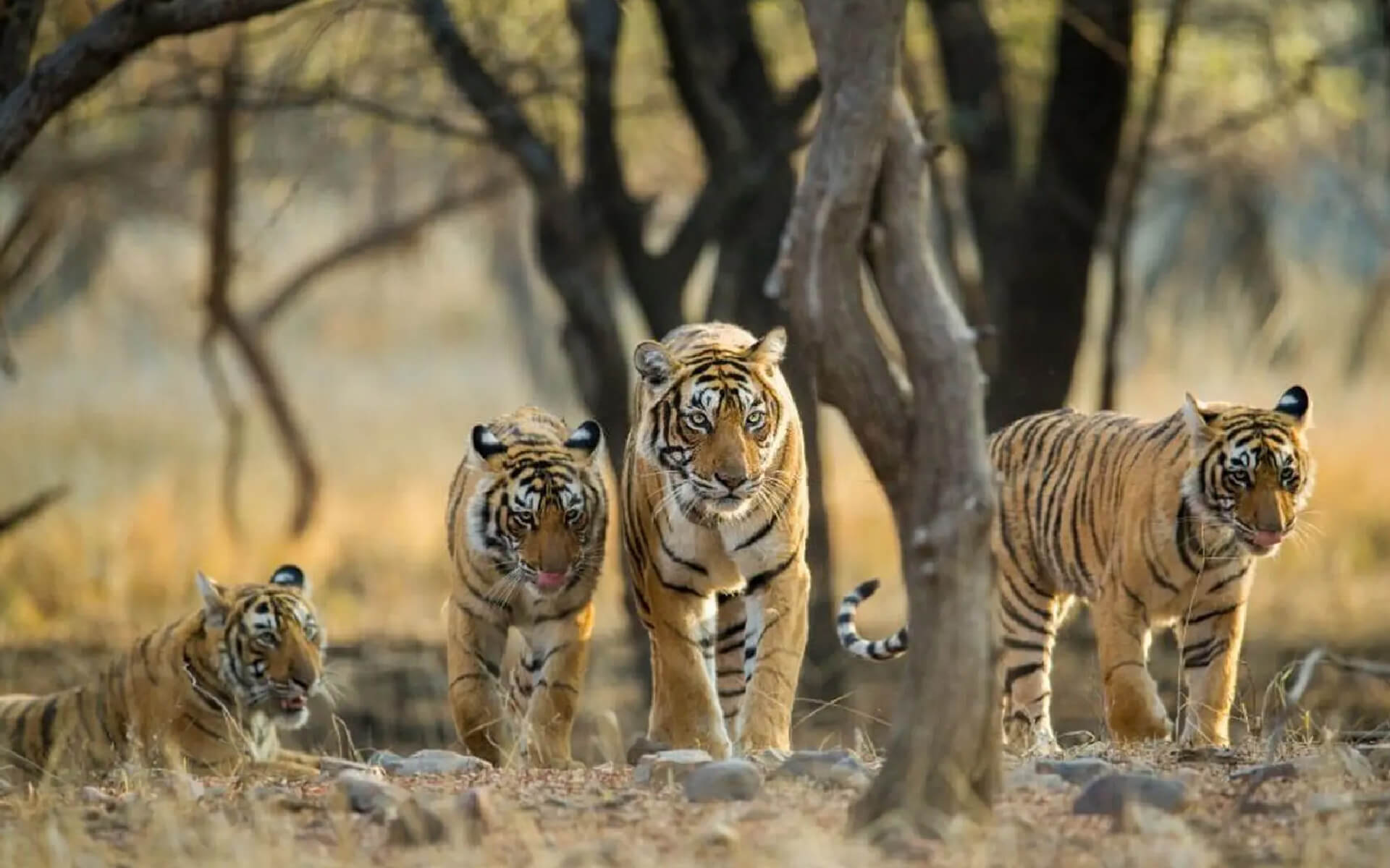 Golden Triangle with Ranthambore Tigers