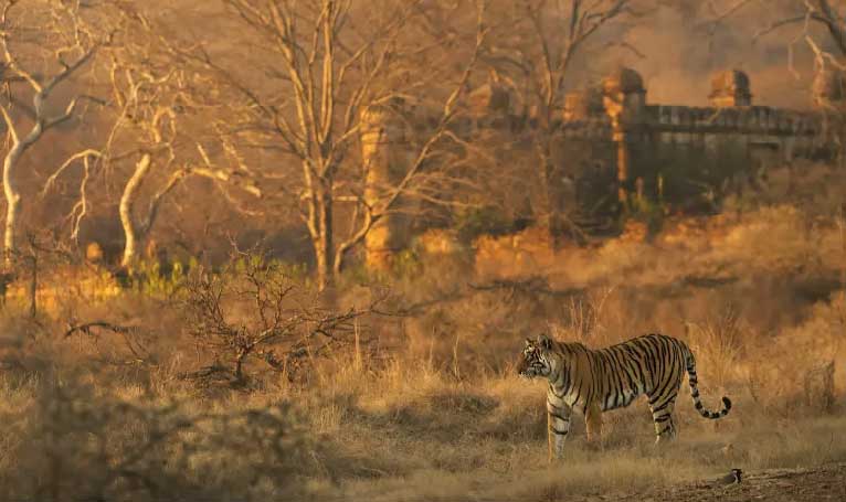 Same Day Ranthambore Tour